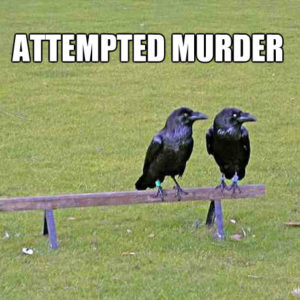 attempted murder of crows